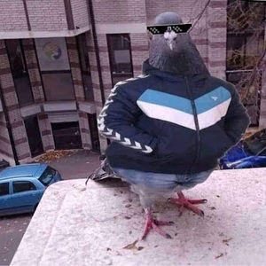 Meet your Posher, Ali